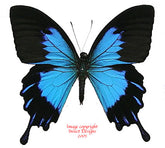 Papilio ulysses telegonus (Bacan) A-